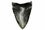 Fossil Megalodon Tooth - South Carolina #166090-1